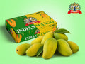 Indian Mango - Langra